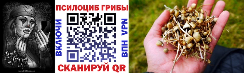 Купить закладки  Прохладный  Псилоцибиновые грибы Psilocybe 